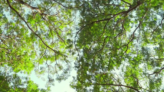 Lush green canopy of trees viewed from below on a sunny day