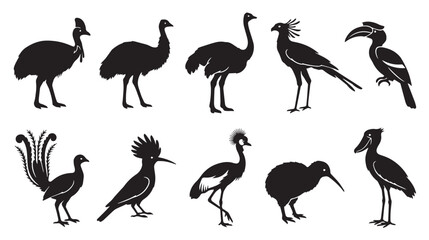Obraz premium Exotic bird silhouettes collection, set of 10 tropical avian species icons, black wildlife vector graphics for nature education and logo design isolated on White Background