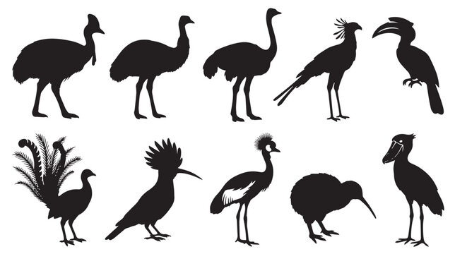 Exotic bird silhouettes collection, 10 wild avian species vector set, black ostrich emu and hornbill shapes, tropical fauna icons for nature design isolated on White Background