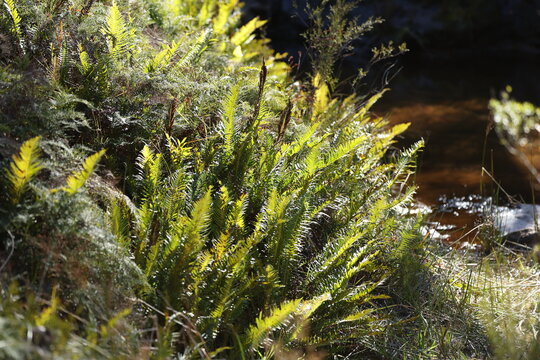 Sunlit Green Ferns Growing Along a Forest Stream Bank