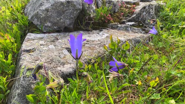 A three-toothed bellflower blooms among rocks and alpine grass near Roshka in Georgia, documenting native Caucasus flora, seasonal flowering, mountain biodiversity, botanical research