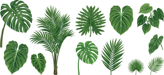 Tropical Palm Leaves and Monstera Plant Vector Set for Summer Background Designs, Wallpaper Patterns, Exotic Invitations, and Botanical Graphic Elements © MdMostakin
