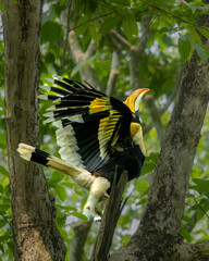 Great Indian Hornbill in flight in beautiful light, Kaziranga, Assam, India © santosh