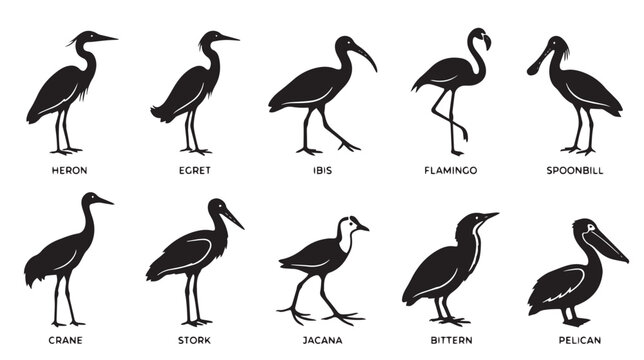Wading bird silhouettes collection, set of 10 water bird icons including heron and flamingo, black avian wildlife vector graphics isolated on White Background
