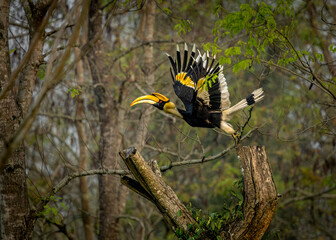 Great Indian Hornbill in flight in beautiful light, Kaziranga, Assam, India © santosh
