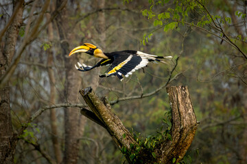 Great Indian Hornbill in flight in beautiful light, Kaziranga, Assam, India © santosh