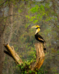 Great Indian Hornbill sitting in beautiful light, Kaziranga, Assam, India © santosh