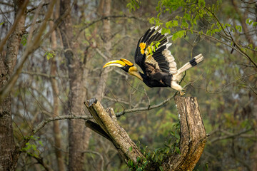 Great Indian Hornbill in flight in beautiful light, Kaziranga, Assam, India © santosh