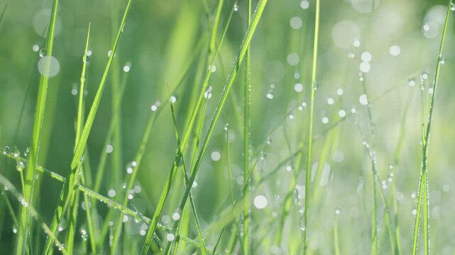 Close-up photograph of fresh green grass with dew drops