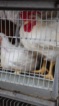 White hens with red combs living inside a metal cage and eating feed