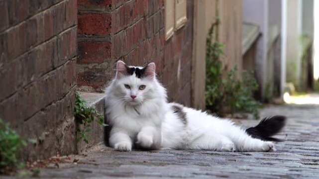 Un chat blanc &agrave; poils longs allong&eacute; dans une ruelle