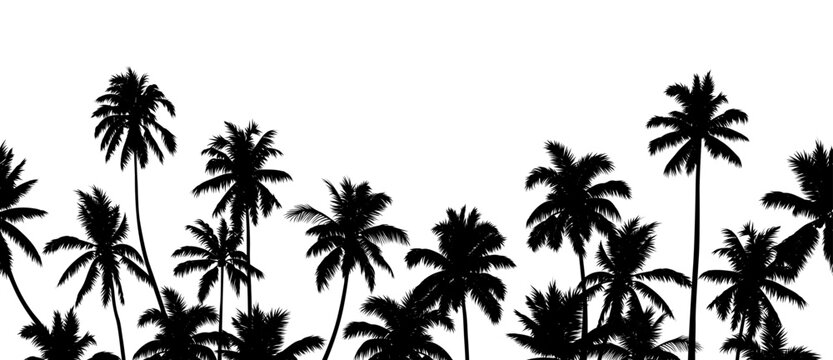 Vector detailed black silhouettes of palm trees in seamless pattern