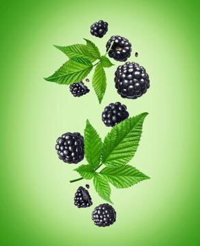 Ripe blackberries with green leaves floating in the air on a green background