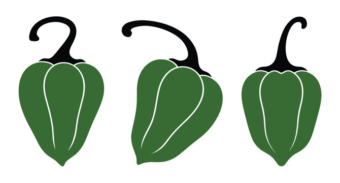 Green Pepper Trio: Three ripe green bell peppers, each with a distinct wavy surface and a sturdy stem, are arranged together, showcasing their vibrant color and fresh appearance.
