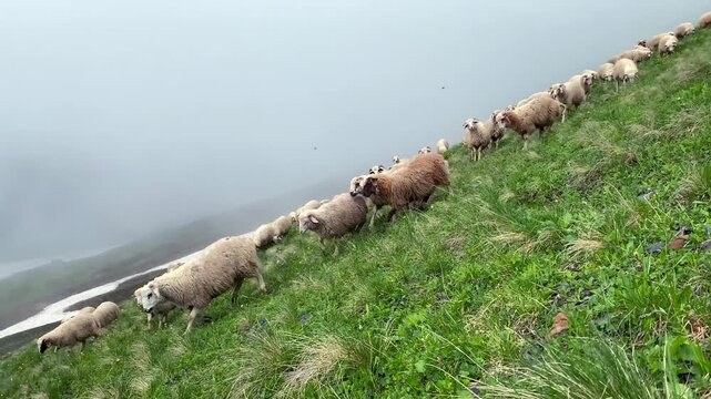A flock of sheep moves across a steep green slope in the Georgian highlands, documenting seasonal grazing, pastoral farming, livestock movement, rural food production, land management, and agriculture