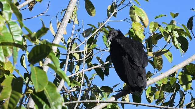 Black Volture, Coragyps atratus, on tree, Porto Jofre,  Pantanal,  Mato Grosso , Cuiaba', Brazil,