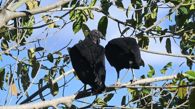 Black Volture, Coragyps atratus, on tree, Porto Jofre,  Pantanal,  Mato Grosso , Cuiaba', Brazil,