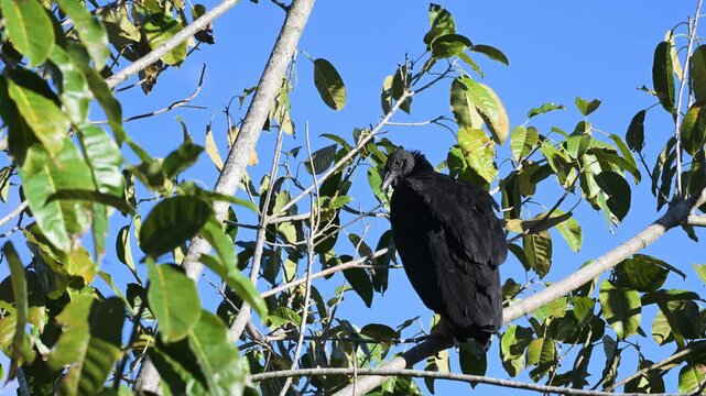 Black Volture, Coragyps atratus, on tree, Porto Jofre,  Pantanal,  Mato Grosso , Cuiaba', Brazil,