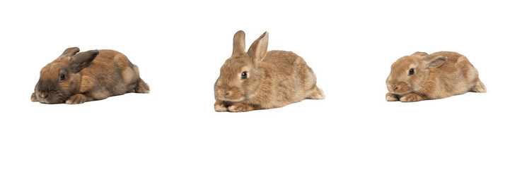 Obraz premium Set of cute brown pet rabbits lying down and resting isolated on transparent background, domestic bunny animal photos and adorable wildlife graphics, beautiful brown hare vector illustration design