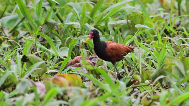 Jacana with youngs on floating vegetation, Jacana jacana, bird, aquatic environment, Pantanal, wildlife, Mato Grosso, Brazil