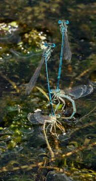Damselflies mating  on the water