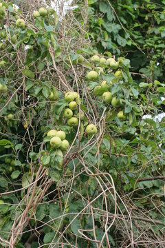 a lot of green apples on branches with leaves of an apple tree in a summer garden 