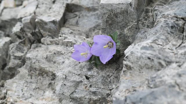 Archduke's bellflower,  Campanula raineri, flowers, blue, on the rocks, mountain, Pizzo Arera, Bergamo, Italy