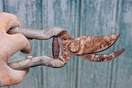 hand of a gardener worker holding an old one gray rusty pruner on the street against the green background