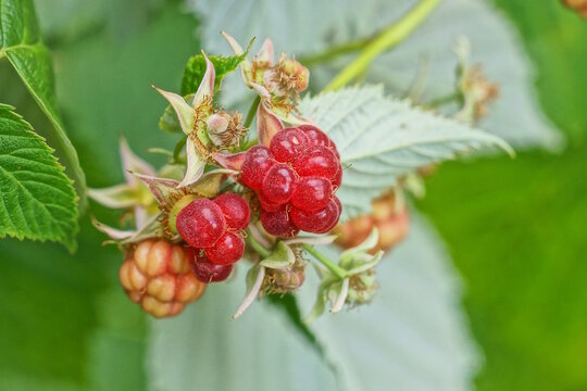 red berries raspberries on a branch with green bush leaves in summer garder