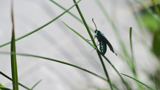 Adscita statices, Procris statices, Forester, Common forester  sitting on meadow campion,  mountain, Pizzo Arera, Bergamo, Italy