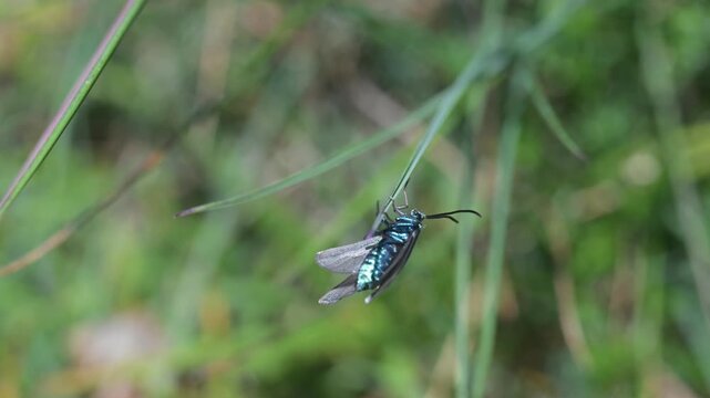 Adscita statices, Procris statices, Forester, Common forester  sitting on meadow campion,  mountain, Pizzo Arera, Bergamo, Italy