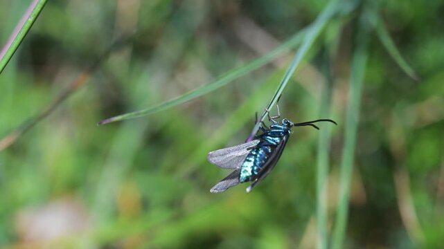 Adscita statices, Procris statices, Forester, Common forester  sitting on meadow campion,  mountain, Pizzo Arera, Bergamo, Italy