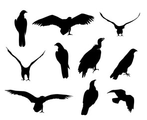 Fototapeta premium African birds silhouette. Eagle, hawk and vulture. Vector isolated decoration elements.