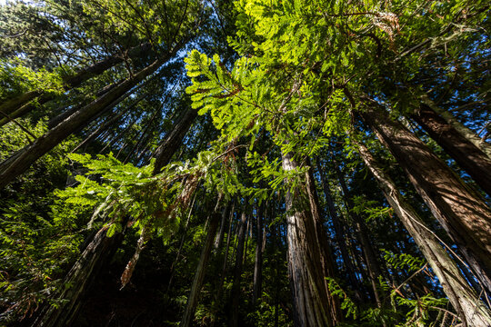 Low angle view of coastal trees