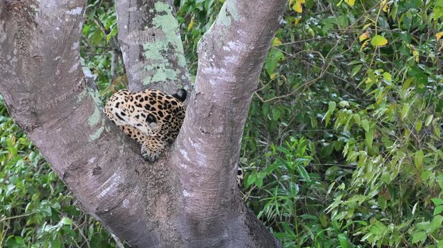 jaguar on a tree  near the river in the Pantanal, Jaguar, Panthera onca, rain, it's raining, Pantanal, Brazil., Tropical forest, rainforest, river, Port Jofre,