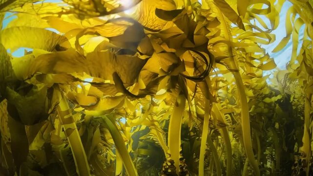 Seaweed forest, 4k, AI generated
