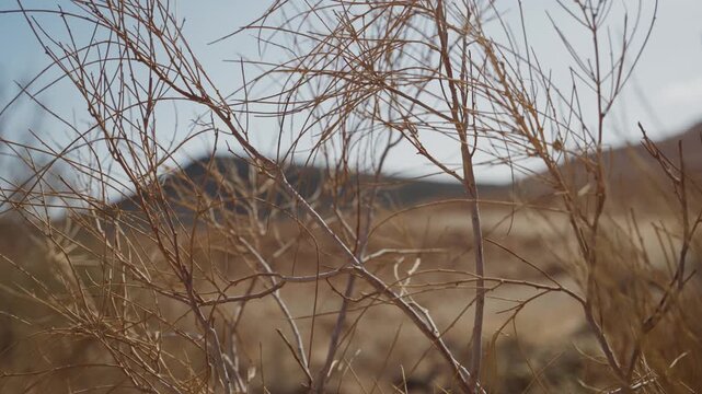 Close up on desert shrub bush with branches coming out of plant in dry weather. Ramon Crater in Israel's Negev region. Water oasis in barren arid landscape. Resilient plant grows despite lack of water