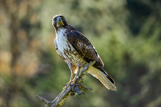 Juvenile Red-tailed hawk perching on branch