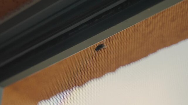 Small house fly stuck on a mosquito net on window indoors. Small flying insect on a mesh protection net installed on window indoors. Extreme close up
