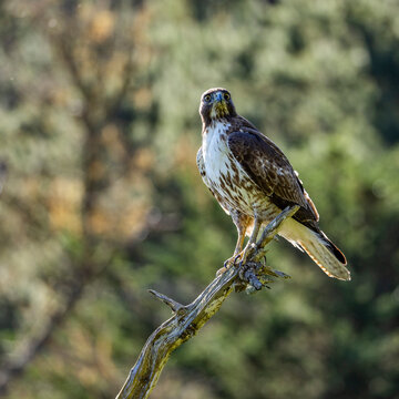 Juvenile Red-tailed hawk perching on branch