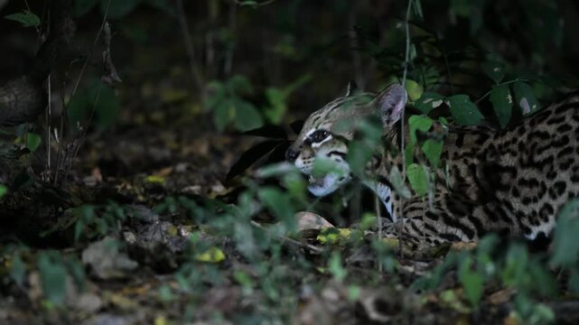 ocelot in the forest, Leopardus pardalis, walks, rain forest, tropical forest, mammal, in the night, night, dark, Pantanal, Mato Grosso, Mato grosso du Nord, Brasil, rainforest,