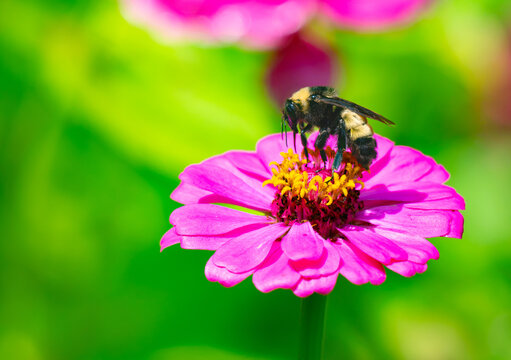 Bumble bee on a coral single-flower zinnia in bright sunlight