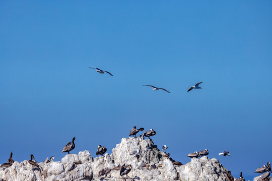 Bird Rock on 17-Mile Drive