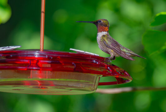 Male ruby-throated hummingbird perched on hummingbird feeder