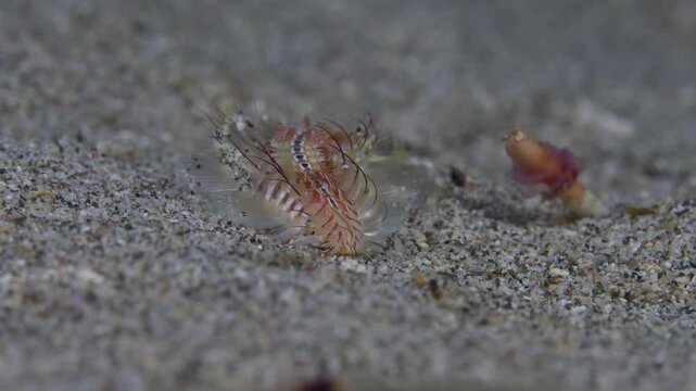 Face shot of a venomous Fireworm (Chloeia sp.), or Bristleworm walking over the sand in Anilao, Philippines