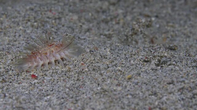 A Fireworm (Chloeia sp.), or Bristleworm turns away and shows its gills. Anilao, Philippines