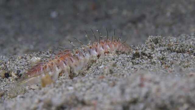 A Fireworm (Chloeia sp.), or Bristleworm walking up the sand in Anilao, Philippines