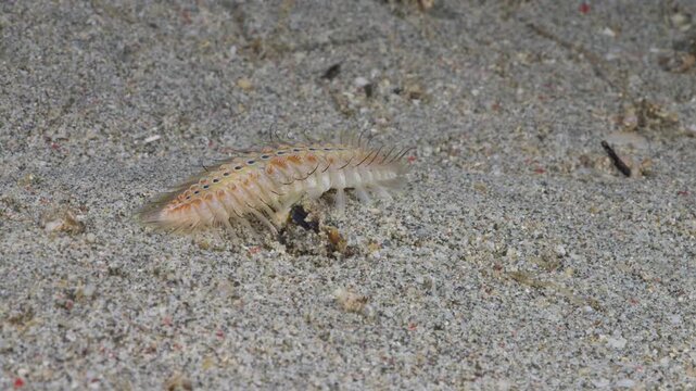Side shot of a venomous Fireworm (Chloeia sp.), or Bristleworm walking over the sand in Anilao, Philippines