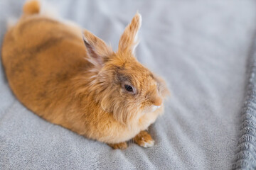 Naklejka premium Fluffy brown rabbit portrait lying on soft gray blanket close up indoor pet background for banner and wallpaper