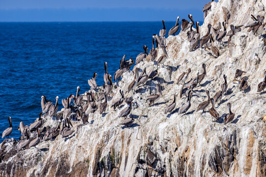 Bird Rock on 17-Mile Drive